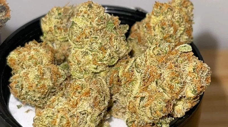 Close-up of cannabis buds with dense trichomes, orange hairs, and a green, frosty appearance. The buds are in a black container with a white background, highlighting the texture and detail of the cannabis flowers.