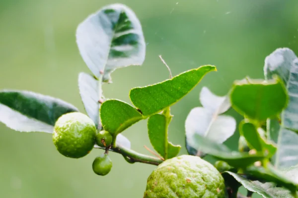 Close-up of a Kaffir Lime Leaves lime tree branch with vibrant green, bumpy Kaffir limes and glossy, double-lobed leaves. The background is blurred, showcasing a natural outdoor setting.