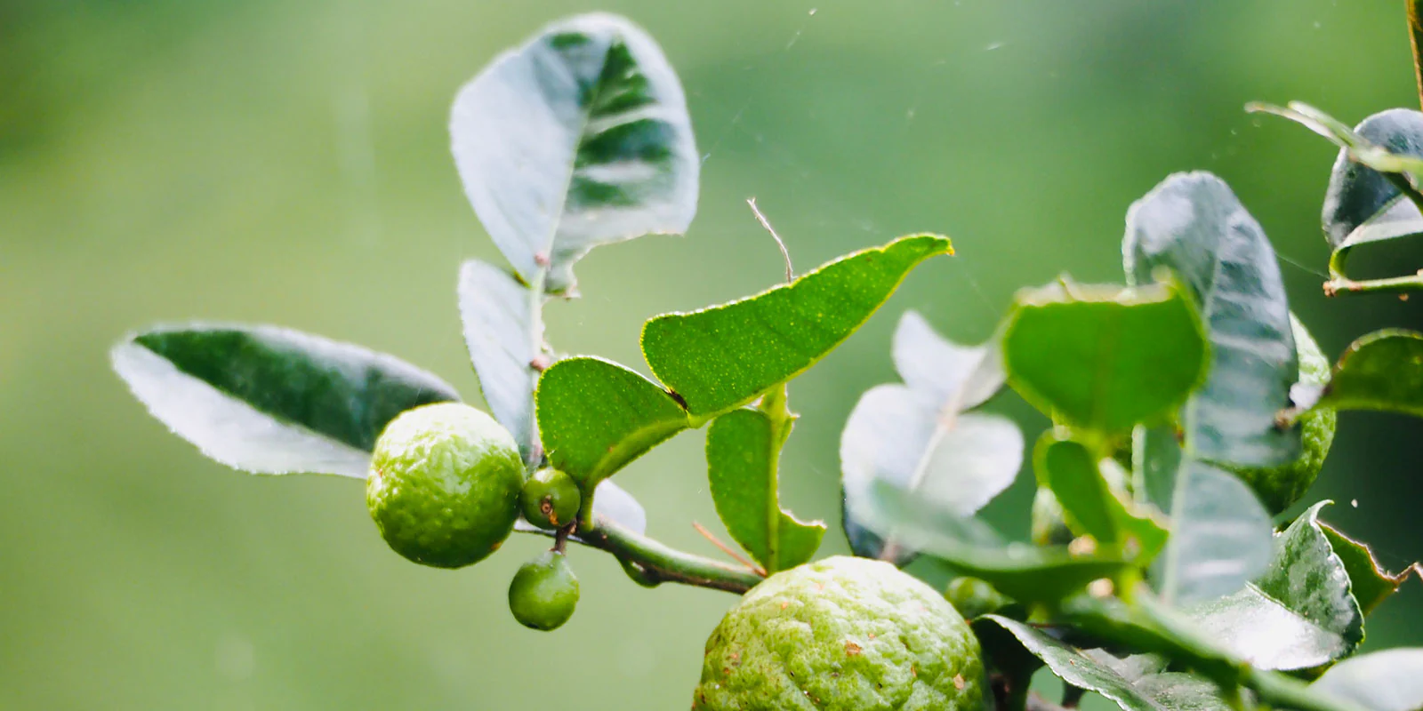 Close-up of a Kaffir Lime Leaves lime tree branch with vibrant green, bumpy Kaffir limes and glossy, double-lobed leaves. The background is blurred, showcasing a natural outdoor setting.